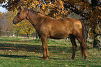 standing horse