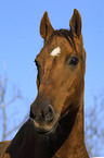 portrait of a horse