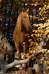 standing horse