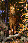 standing horse