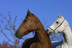 Don Horse & Arabian horse