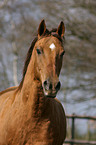 horse portrait