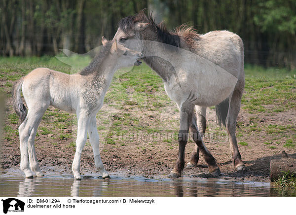Dlmener Wildpferd / duelmener wild horse / BM-01294