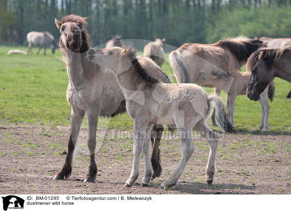 duelmener wild horse / BM-01295