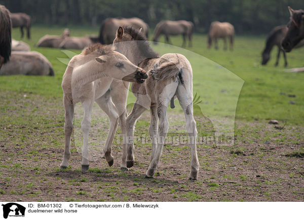 Dlmener Wildpferd / duelmener wild horse / BM-01302
