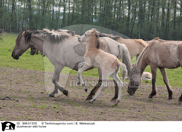 duelmener wild horse / BM-01305