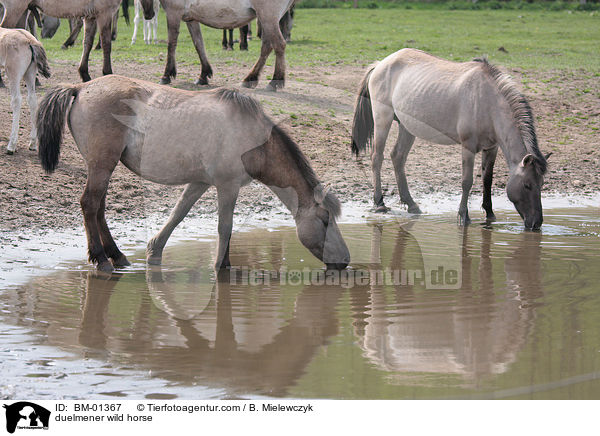 Dlmener Wildpferd / duelmener wild horse / BM-01367