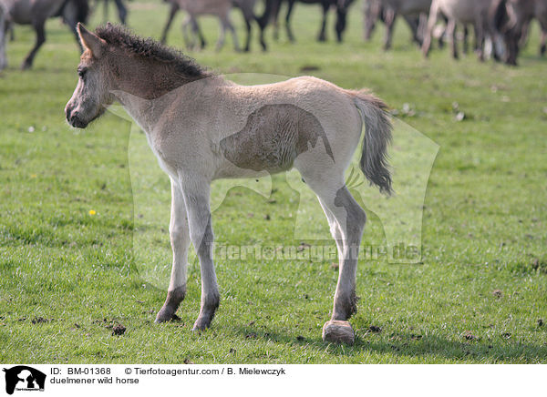 Dlmener Wildpferd / duelmener wild horse / BM-01368