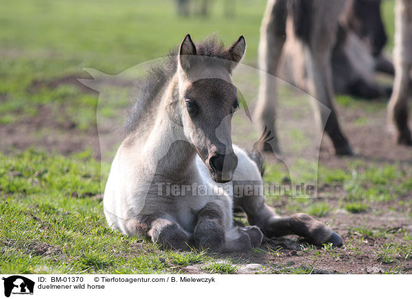 Dlmener Wildpferd / duelmener wild horse / BM-01370