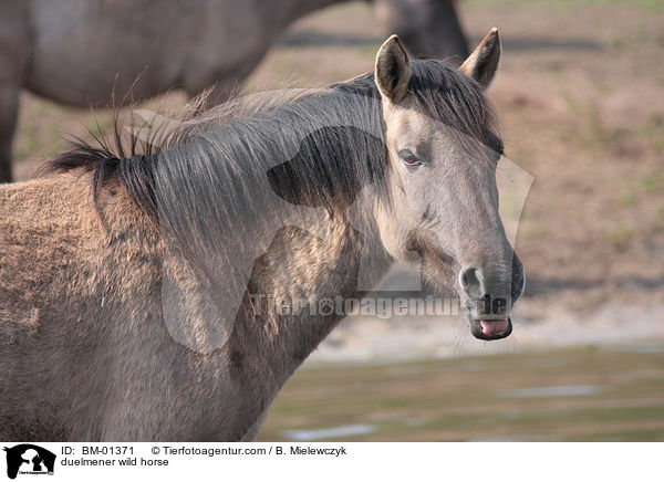 Dlmener Wildpferd / duelmener wild horse / BM-01371