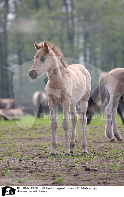 duelmener wild horse / BM-01378