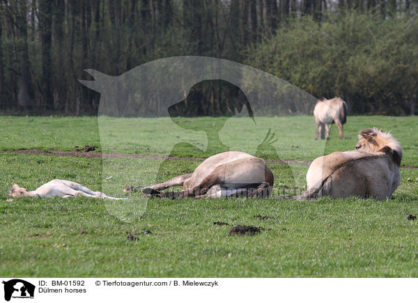 Dlmener Wildpferde / Dlmen horses / BM-01592
