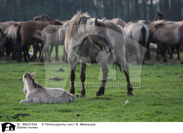Dlmener Wildpferde / Dlmen horses / BM-01594