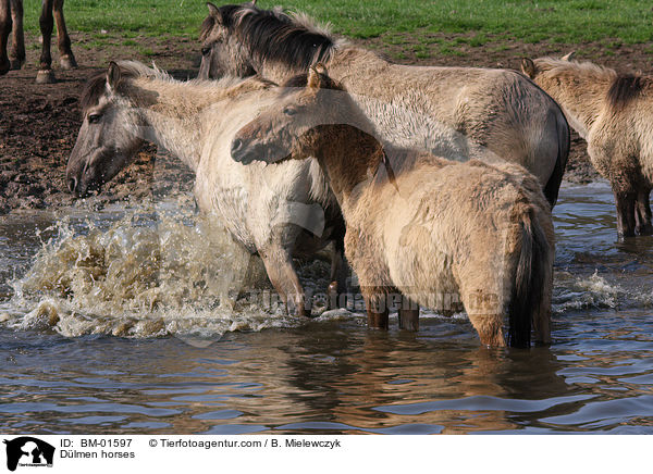 Dlmener Wildpferde / Dlmen horses / BM-01597