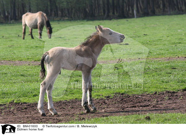 Dlmen horse foal / BM-01600