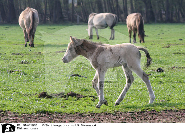 Dlmener Wildpferde / Dlmen horses / BM-01601