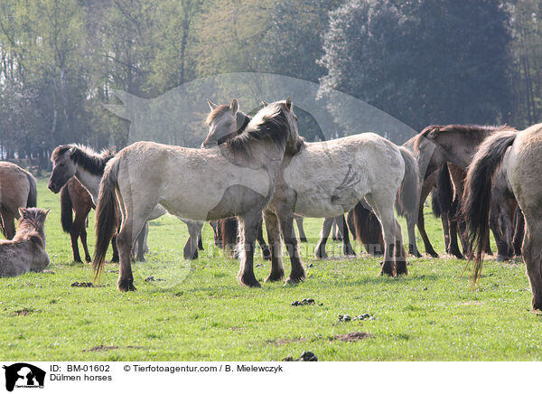 Dlmener Wildpferde / Dlmen horses / BM-01602
