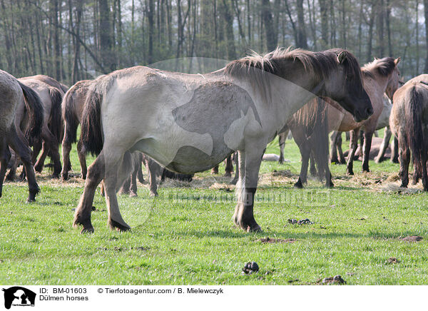 Dlmener Wildpferde / Dlmen horses / BM-01603