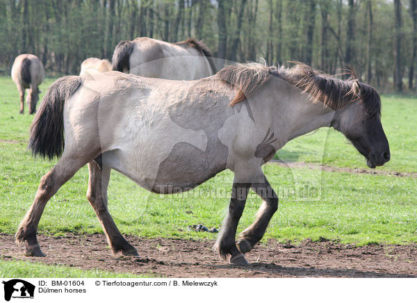 Dlmener Wildpferde / Dlmen horses / BM-01604