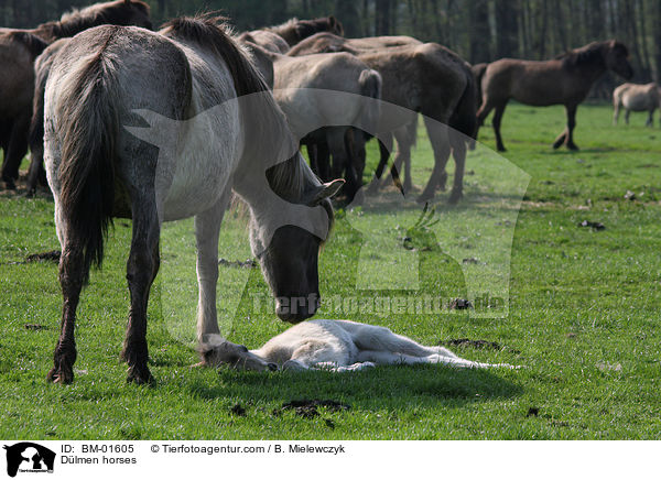 Dlmener Wildpferde / Dlmen horses / BM-01605