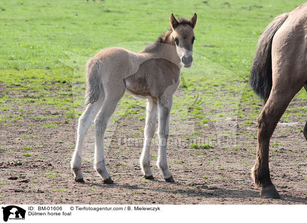 Dlmener Wildpferd Fohlen / Dlmen horse foal / BM-01606