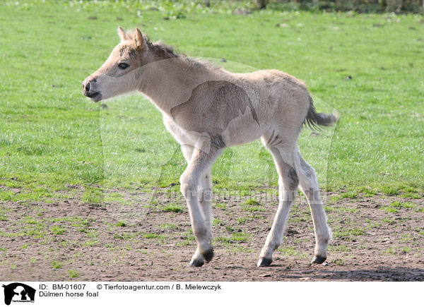 Dlmener Wildpferd Fohlen / Dlmen horse foal / BM-01607