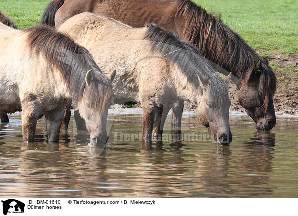 Dlmener Wildpferde / Dlmen horses / BM-01610