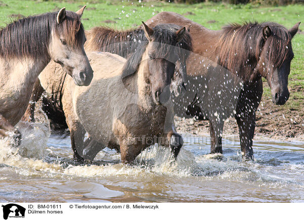 Dlmener Wildpferde / Dlmen horses / BM-01611
