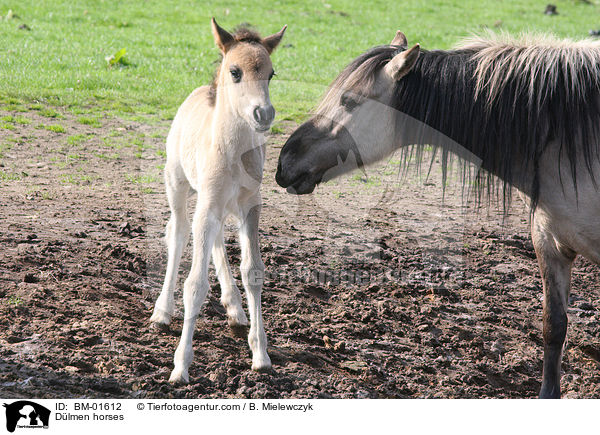 Dlmener Wildpferde / Dlmen horses / BM-01612