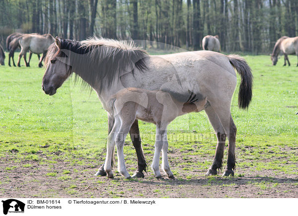 Dlmener Wildpferde / Dlmen horses / BM-01614