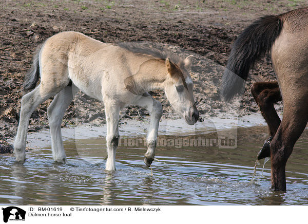 Dlmener Wildpferd Fohlen / Dlmen horse foal / BM-01619