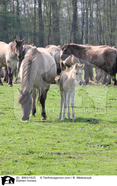 Dlmener Wildpferde / Dlmen horses / BM-01625