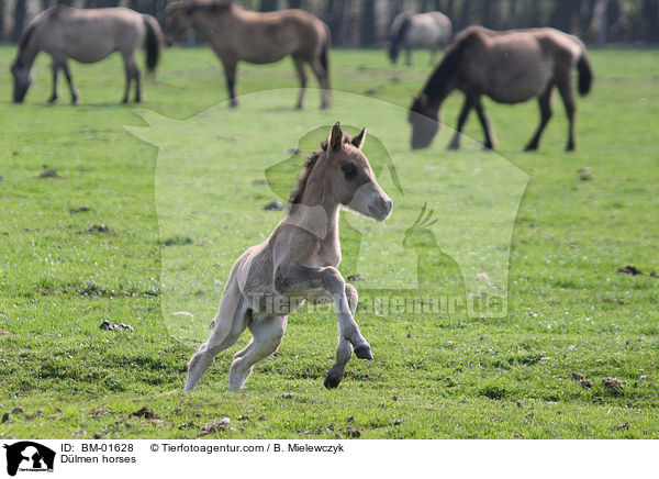 Dlmener Wildpferde / Dlmen horses / BM-01628