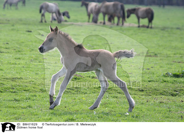 Dlmener Wildpferd Fohlen / Dlmen horse foal / BM-01629