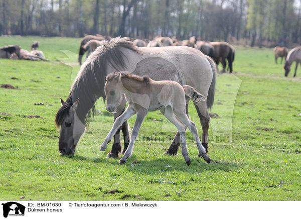 Dlmener Wildpferde / Dlmen horses / BM-01630
