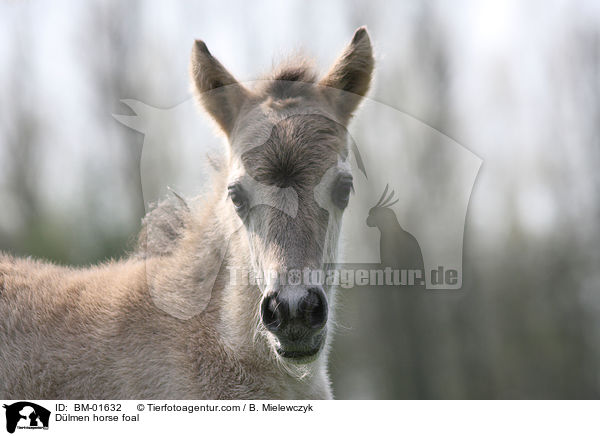Dlmener Wildpferd Fohlen / Dlmen horse foal / BM-01632