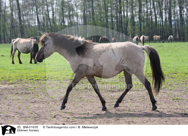 Dlmener Wildpferde / Dlmen horses / BM-01635