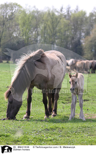 Dlmener Wildpferde / Dlmen horses / BM-01638