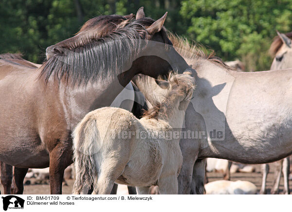 Dlmener Wildpferde / Dlmener wild horses / BM-01709