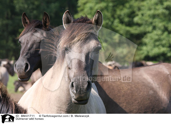 Dlmener wild horses / BM-01711