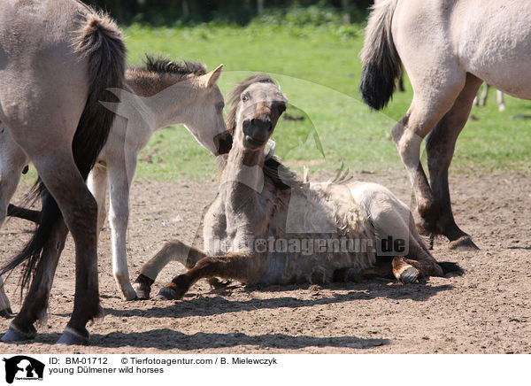 junge Dlmener Wildpferde / young Dlmener wild horses / BM-01712