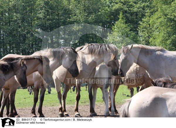 Dlmener Wildpferde / Dlmener wild horses / BM-01713