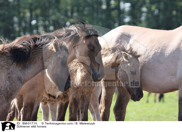 Dlmener Wildpferde / Dlmener wild horses / BM-01714