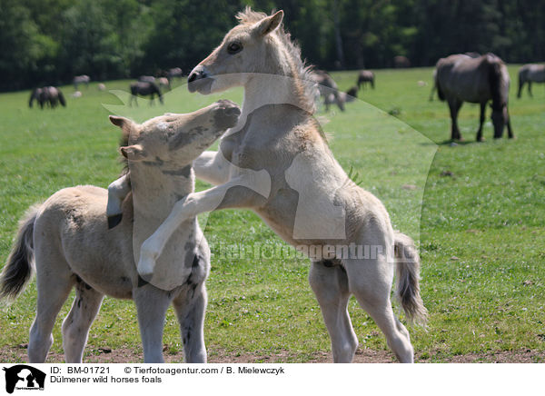 Dlmener Wildpferde Fohlen / Dlmener wild horses foals / BM-01721