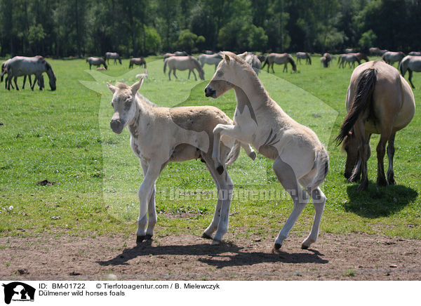 Dlmener Wildpferde Fohlen / Dlmener wild horses foals / BM-01722
