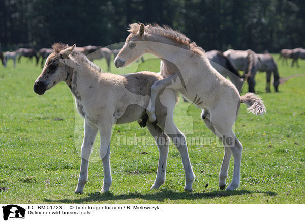 Dlmener Wildpferde Fohlen / Dlmener wild horses foals / BM-01723