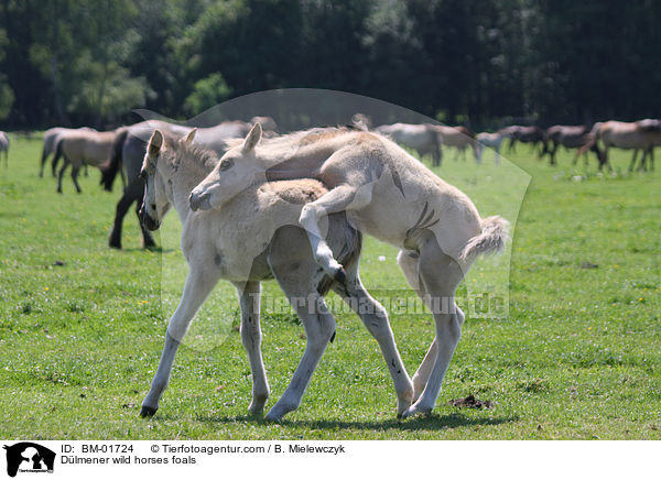 Dlmener Wildpferde Fohlen / Dlmener wild horses foals / BM-01724