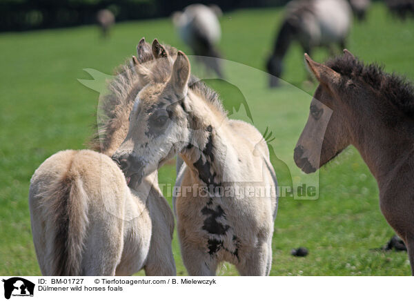 Dlmener Wildpferde Fohlen / Dlmener wild horses foals / BM-01727