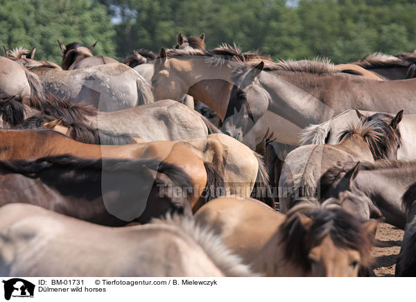 Dlmener Wildpferde / Dlmener wild horses / BM-01731