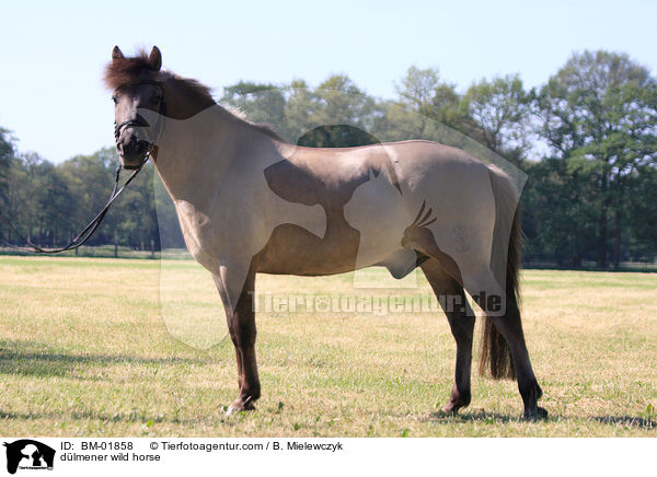 dlmener wild horse / BM-01858